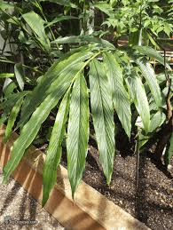 14 Medicinal Health Benefits of Ellettaria Cardamomum (Cardamom)