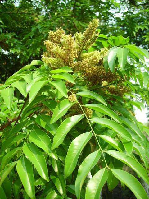 15 Medicinal Health Benefits of Erythrophleum suaveolens (Erythrophleum)