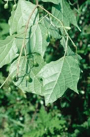 12 Medicinal Health Benefits of Alangium chinense (Chinese Alangium)