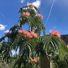 11 Médicinales Avantages pour la Santé de l'Albizia julibrissin (Le persan Arbre à Soie)