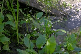 8 Medicinal Health Benefits of Alisma orientale (Asian water plantain)