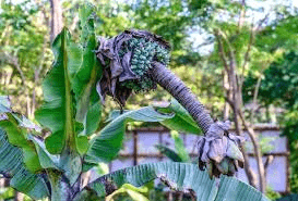 13 Medicinal Health Benefits of Ensete Superbum (Wild Banana)