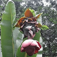 13 Medicinal Health Benefits of Ensete Superbum (Wild Banana)