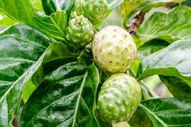 7 Medicinal Health Benefits of Noni (Morinda citrifolia) 7 Medicinal Health Benefits of Noni (Morinda citrifolia)