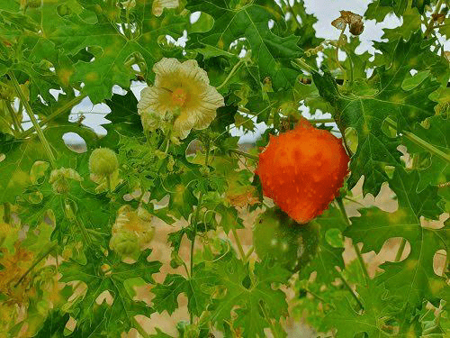20 Medicinal Health Benefits of Momordica balsamina (Balsam Apple) 20 Medicinal Health Benefits of Momordica balsamina (Balsam Apple)