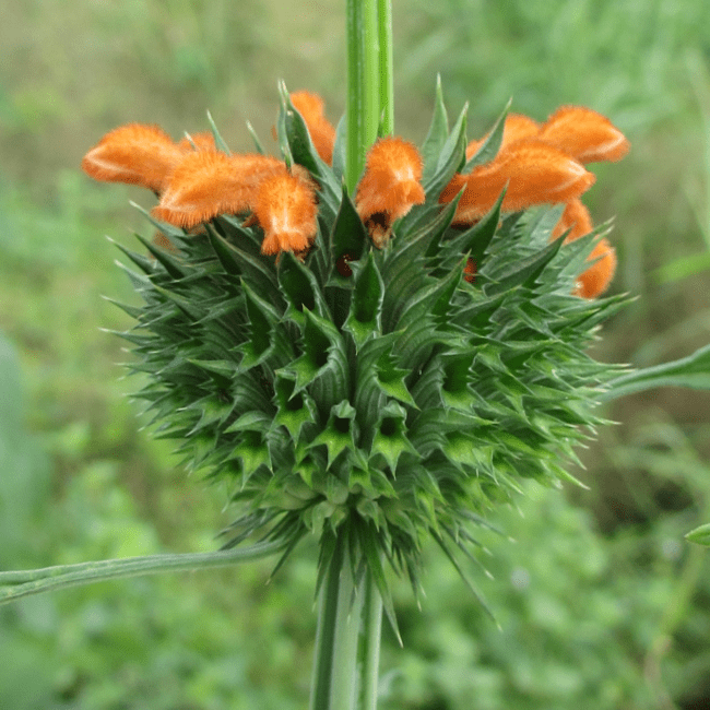 10 Medicinal Health Benefits of Leonotis ocymifolia (Wild Dagga)