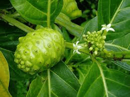 7 Medicinal Health Benefits of Noni (Morinda citrifolia)