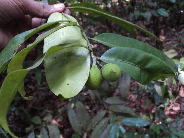 20 Medicinal Health Benefits of Hunteria umbellata (African Orchid Tree) 20 Medicinal Health Benefits of Hunteria umbellata (African Orchid Tree)