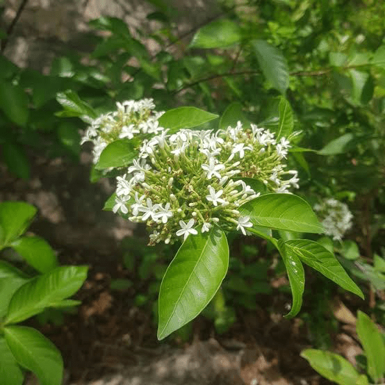 10 Medicinal Health Benefits of Holarrhena floribunda (Holarrhena)