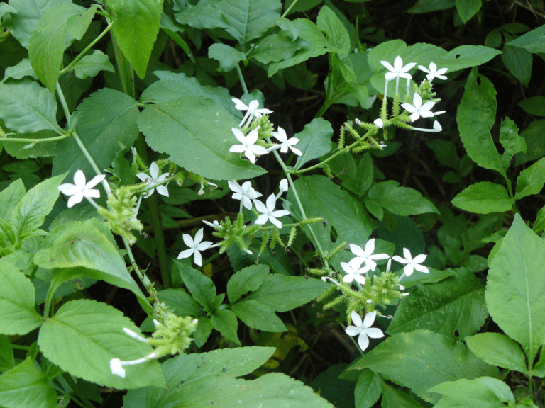 20 Medicinal Health Benefits of Plumbago zeylanica (Ceylon Leadwort ...