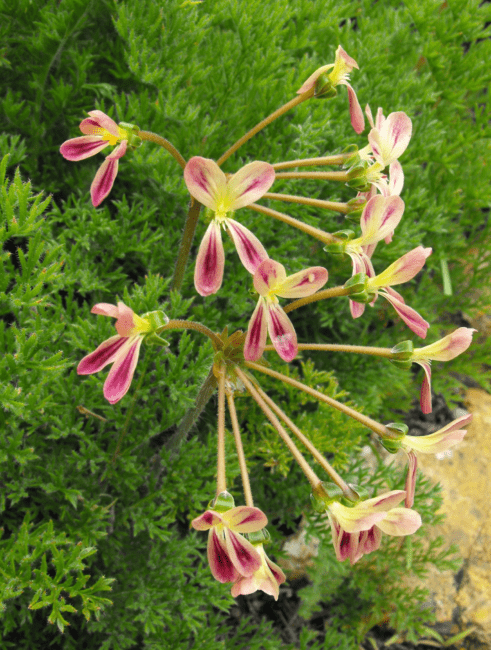 7 Medicinal Health Benefits of Pelargonium triste (Triste pelargonium) 7 Medicinal Health Benefits of Pelargonium triste (Triste pelargonium)