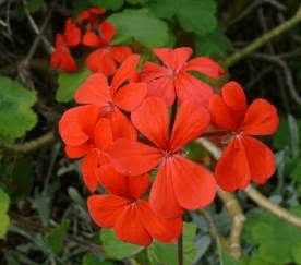 20 Medicinal Health Benefits of Pelargonium inquinans (African geranium ...