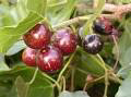 20 Medicinal Health Benefits of Rhoicissus tomentosa (Wild Grape)