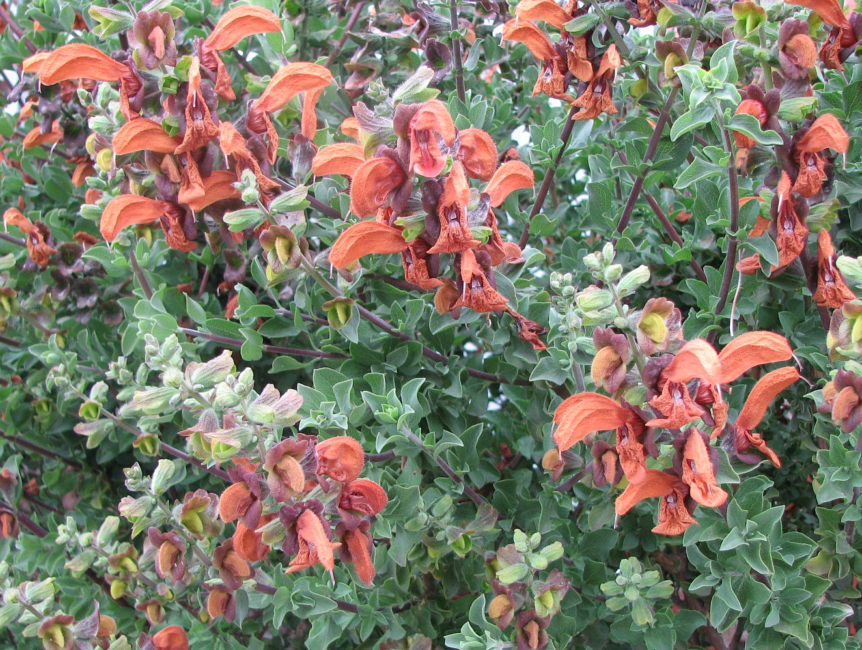 13 Medicinal Health Benefits of Salvia africana-lutea (African Sage)