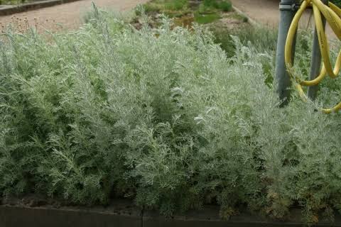 Health Benefits of Artemisia maritima (Sea wormwood) Health Benefits of Artemisia maritima (Sea wormwood)