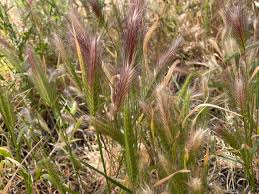 A Guide to Growing and Caring for Fox Tail Grass (Alopecurus Pratensis)