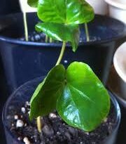 Coffee Cotyledons: Economic Importance, Uses and By-Products