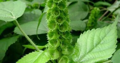 10 Medicinal Health Benefits of Acalypha ornata (Zambezi false-nettle)