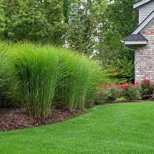 All You Need To Know About Tall Decorative Grass 