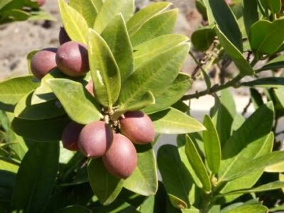 20 Medicinal Health Benefits of Acokanthera oblongifolia (Deadly Poison ...
