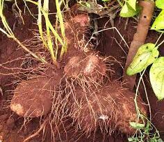 Yam Roots: Economic Importance, Uses and By-Products