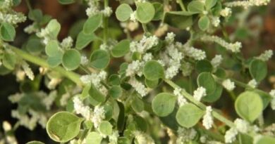 20 Medicinal Health Benefits of Aerva lanata (Mountain Knotgrass)