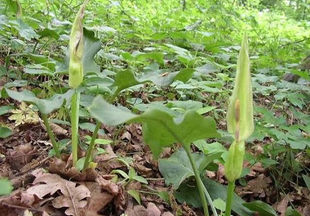 8 Medicinal Health Benefits of Arum cylindraceum (Wild Arum)