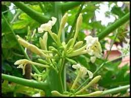 PawPaw/Papaya Inflorescence: Economic Importance, Uses and By-Products