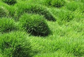 A Guide to Growing and Caring For Zoysia Grass (Zoysia Spp)