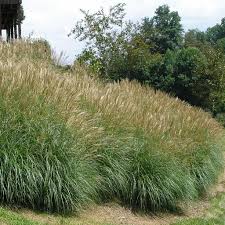 Everything You Need To Know About Miscanthus Adagio Grass