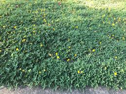 A Guide to Growing and Caring for Peanut Grass (Arachis Pintoi)
