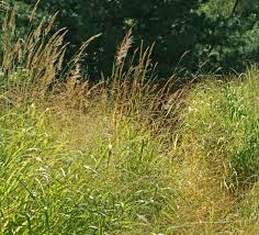 A Guide to Growing and Caring for Prairie Grass (Andropogon Gerardii)