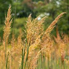 A Guide to Growing and Caring for Indian Grass (Sorghastrum Nutans)