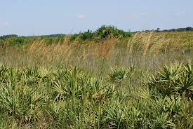 A Guide to Growing and Caring for Indian Grass (Sorghastrum Nutans )