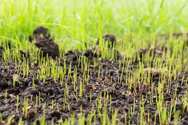 All You Need To Know About Seeding a Lawn 