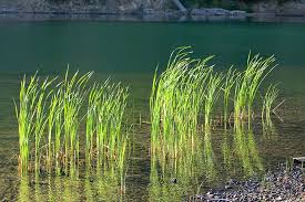 Everything You Need To Know About Water Grass (Aquatic Grass)