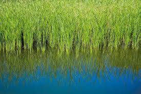 Everything You Need To Know About Water Grass (Aquatic Grass ...