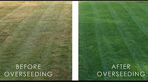 Everything You Need To Know About Overseeding Grass