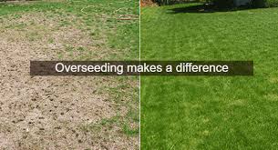 Everything You Need To Know About Overseeding Grass