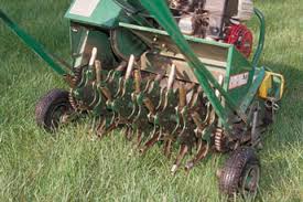 Everything You Need To Know About Overseeding Grass