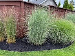 Decorative Grasses: All You Need To Know About 