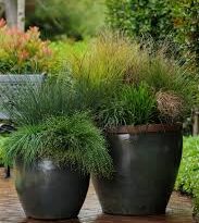 Decorative Grasses: All You Need To Know About