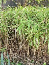 A Guide to Growing and Caring for Panicum Grass (Switchgrass)
