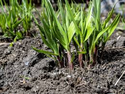 A Guide to Growing and Caring for Onion Grass (Wild Garlic)