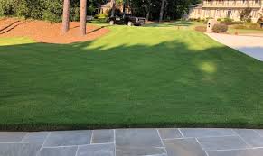 Bermuda Sod: All You Need To Know About 