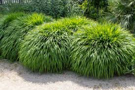 A Guide to Growing and Caring for Japanese Grass (Zoysia Japonica)