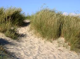 Everything You Need To Know About Beach Grasses (Coastal Grass)