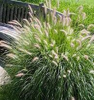 A Guide to Growing and Caring for Hameln Grass (Pennisetum Alopecuroides)