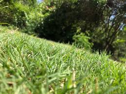 All You Need To Know About Couch Grass (Elymus Repens)