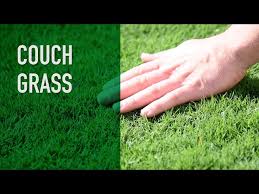 All You Need To Know About Couch Grass (Elymus Repens)